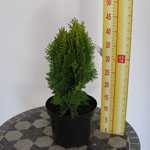 Platycladus Orientalis 'Aurea Nana' (Thuja)