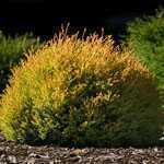 Thuja Occidentalis Rheingold (White Cedar)