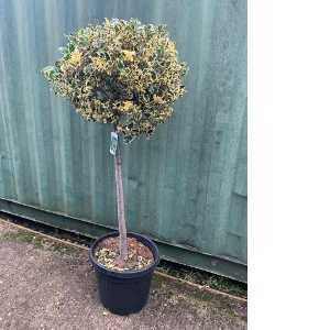 Ilex aquifolium Argentea Variegata (Silver Variegated English Holly) 1/2 Standard 40-50cm Head 30 Litre Pot