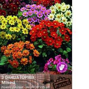 Dahlia Topmix Mixed Tubers/Bulbs 3 Per Pack