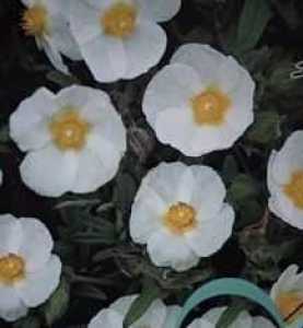 Cistus Snow Fire (Rockrose)