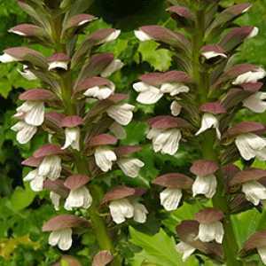 Acanthus Mollis