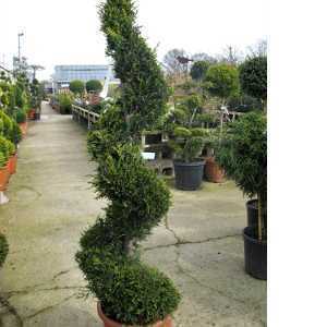 Cupressocyparis Leylandii Castlewellan Gold Spiral 130-140cm Height