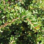 Cotoneaster Adpressus Little Gem (Tom Thumb)