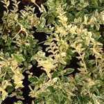 Euonymus Fortunei Harlequin (Spindle Harlequin)