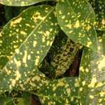 Aucuba Japonica Crotonifolia (Spotted Laurel Hedge)