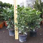 Aucuba Japonica Crotonifolia (Spotted Laurel Hedge)