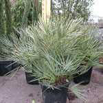 Chamaerops Humilis Cerifera (Blue Mediteranean Fan Palm) 15ltr