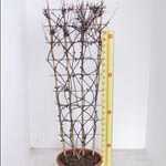 Clematis Montana Spooneri Trellis Climber