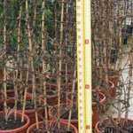 Clematis Montana Tetrarosa Trellis Climber