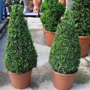 Buxus Sempervirens Pyramid/Cone (Box Hedge/Topiary Plant) 55-60cm Plant Height Set of 2 7.5ltr