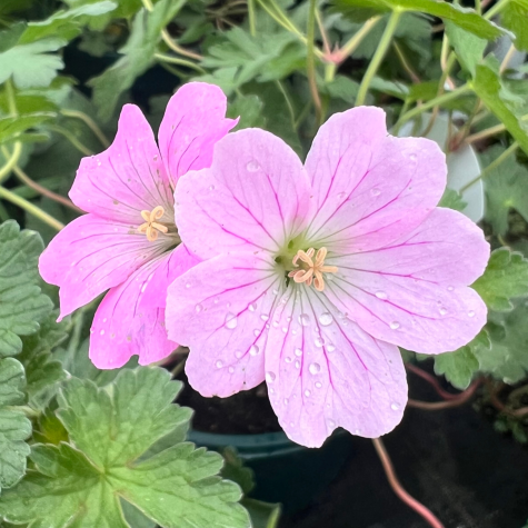 Geranium Dreamland