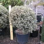 Ilex aquifolium Argentea Variegata (Silver Variegated English Holly) Ball 70/80cm 75 Ltr Pot