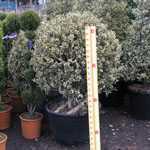 Ilex aquifolium Argentea Variegata (Silver Variegated English Holly) Ball 80/100 75 Ltr Pot
