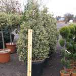 Ilex aquifolium Argentea Variegata (Silver Variegated English Holly) Cone/Pyramid 150cm Height 70-90 Ltr Pot