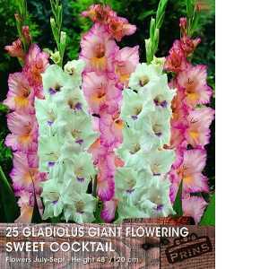 Gladioli (Gladiolus) Giant Flowering Sweet Cocktail Bulbs 25 Per Pack