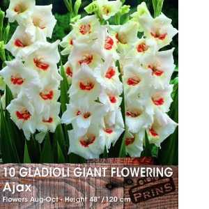 Gladioli Giant Flowering 'Ajax' Bulbs 10 Per Pack