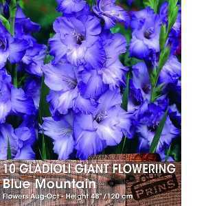 Gladioli Giant Flowering 'Blue Mountain' Bulbs 10 Per Pack