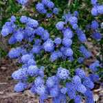 Ceanothus Concha (Californian Lilac)