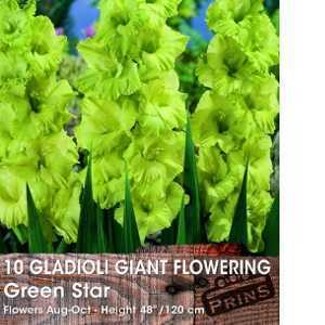 Gladioli Giant Flowering 'Green Star' Bulbs 10 Per Pack