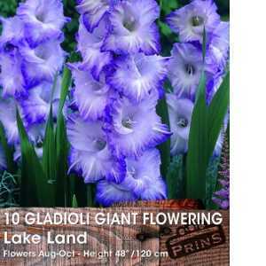 Gladioli Giant Flowering 'Lake Land' Bulbs 10 Per Pack