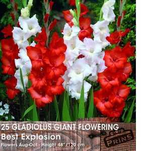 Gladioli Giant Flowering 'Best Explosion' Bulbs 25 Per Pack