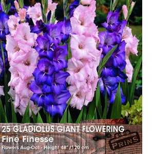 Gladioli Giant Flowering 'Fine Finesse' Bulbs 25 Per Pack