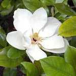 Magnolia Grand Gallisoniensis