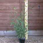 Phyllostachys Aurea (Fishpole Bamboo)