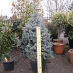 Picea Pungens Hoopsii (Colorado Blue Spruce) 125-150cm Height 46 Litre Pot