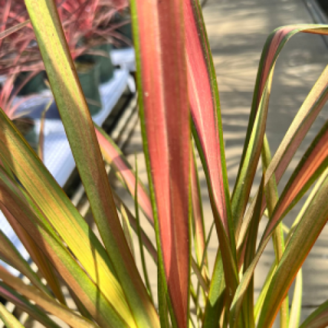 Phormium Jester (New Zealand Flax)