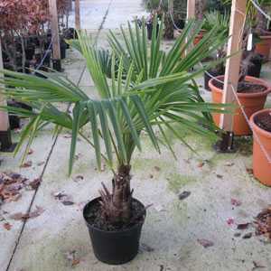 Trachycarpus fortunei (Chusan Palm Tree) 10 Litre Pot