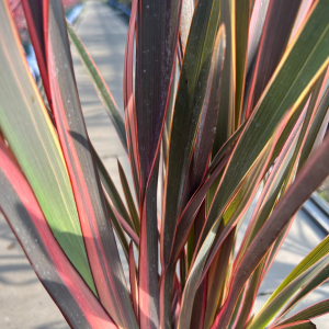 Phormium Hybrid Maori Queen (Rainbow Queen)