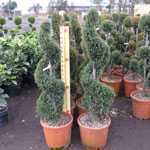 Cupressocyparis Leylandii Castlewellan Gold Spiral 90-110cm Height 15Ltr