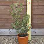 Ilex aquifolium Argentea Variegata (Silver Variegated English Holly) Bush 12 Litre Pot