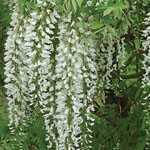 Wisteria  Venusta Alba (Japanese Wisteria) White Trellis Climber 20 Ltr