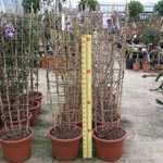 Wisteria  Venusta Alba (Japanese Wisteria) White Trellis Climber 20 Ltr
