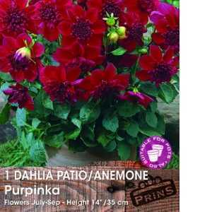 Dahlia Anemone Purpinka Tubers/Bulbs 1 Per Pack