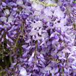 Wisteria Caroline (Japanese Wisteria) Trellis Climber 20 Ltr