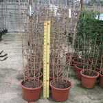 Wisteria Issai Domino (Japanese Wisteria) Trellis Climber 20 Ltr