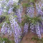 Wisteria Issai Domino (Japanese Wisteria) Trellis Climber 20 Ltr