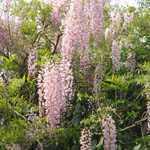 Wisteria Rosea (Japanese Wisteria) Pink Trellis Climber 20 Ltr