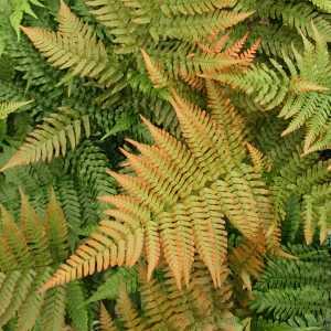 Dryopteris Erythrosora Japanese Rosy Buckler Fern