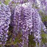Wisteria Sinensis (Chinese Wisteria) Trellis Climber 20 Ltr