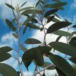 Eucalyptus Niphophila (Snow Gum) 3 Ltr 90cm cane