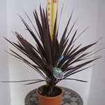 Cordyline Australis Red Star (Cabbage Tree)