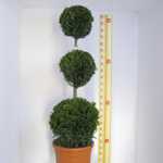 Cupressocyparis Leylandii Castlewellan Gold Triple Ball Topiary Conifer 90-110cm  15 Litre Pot