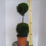 Cupressocyparis Leylandii Castlewellan Gold 2 Balls 80 Height 15 Litre Pot