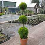 Cupressus Macrocarpa Goldcrest 3 Ball 140cm 25 Litre Pot