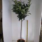 Eriobotrya Japonica (Loquat) Japanese Plum 30 Litre